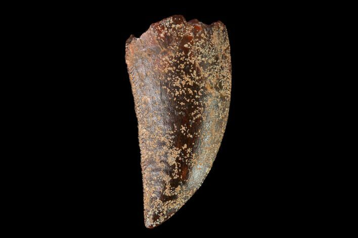 Raptor Tooth - Real Dinosaur Tooth #149099